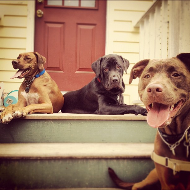 Your weekly pet picture